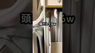 狭いとこが好き！探検中の白蛇w