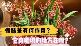 假鳞茎有何作用？它肉嘟嘟的地方在哪？文心兰养护教学！