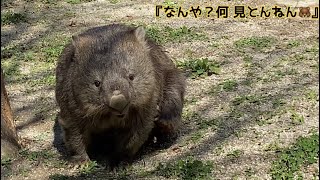 【Wombat】カイカイ＆あくび🥱を連発するフクちゃん🐻(コウくん🐨庭にて) #五月山動物園 (BGMは自作です♫)