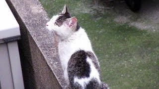 猫の不妊去勢手術　術後のわかめとキジくんの様子