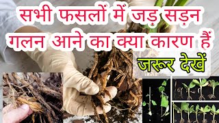 जड़ सड़न गलन की समस्या से कैसे बचाएं अपनी फसल को🌾  root rot and duping of🌿🌿🌿🌿