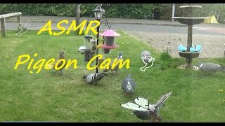 🕊 ASMR Pigeon Cam 🕊