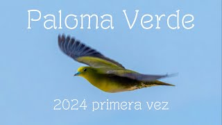 初 ｱｵﾊﾞﾄ Paloma Verde 2024 primera vez