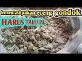 fermentasi pakan bebek eceng gondok