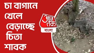 চা বাগানে খেলে বেড়াচ্ছে চিতা শাবক | leopard child | Viral Video | Aaj Tak Bangla