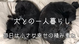 【犬との一人暮らし】毎日は小さな幸せの積み重ね