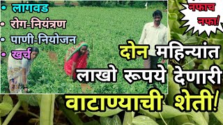 वाटाणा लागवड | vatana lagvad mahiti | peas farming in marathi | वाटाणा पिकाची संपूर्ण माहिती