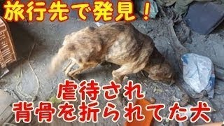 ぼろきれの山かと思われたものは、実は虐待の果てに捨てられた犬。 保護され、徐々に本来の姿を取り戻していく。 予想だにしないギャップに衝撃が走った【感動】