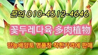 #꽃두레다육#多肉植物 #명품창 배양토 한방활력제판매#多肉植物 #다육판매