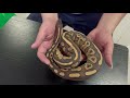 room tour ball python ep.16 อย่าบอก ให้ใครรู้