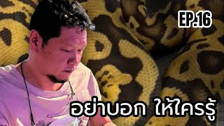 Room tour ball python EP.16 | อย่าบอก ให้ใครรู้