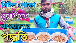 মুরগিকে বিটল পোকা খাওয়ানোর সঠিক পদ্ধতি (পোকার খামার) peacock farming in Bangladesh #peacock.