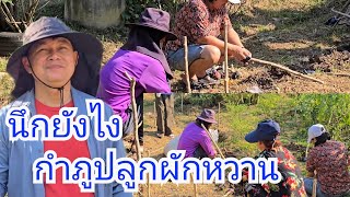 สวนผักหวานบ้านกำภู เหมาะมาก#บเานสวนกำภูEp1275