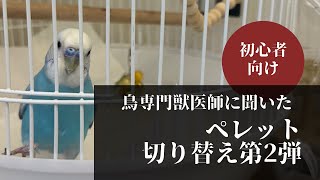 【鳥専門獣医師に聞いたシリーズ】初めてセキセイインコを飼う方向け！ペレットの切り替え第2弾！第1弾で上手くいかなかった人用@udurino