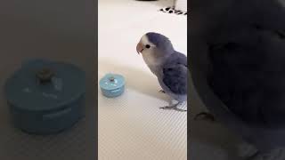 【挑戦】お鍋の中のエサが食べられるかな⁉️コザクラインコすいちゃん🐦