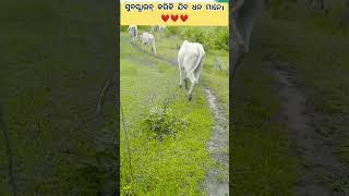 ବର୍ଷାରେ ଆମ ଗୋ ମାତା