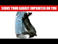 12 Signs Your Rabbit Considers You Their Mother