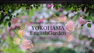 横浜イングリッシュガーデンの薔薇2024 Roses of the Yokohama English Garden 2024.　RoseGarden Japan 日本のバラ園 Rose tunnel