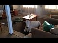 Download Cow Sneaks Into Owners House and Gets Comfortable Waiting In Living Room mp3