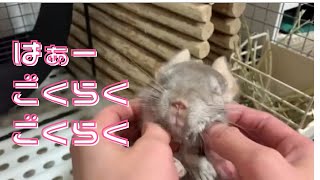 《チンチラへのマッサージの仕方》《How to Massage your chinchilla》♯チンチラ　♯Chinchilla　♯マッサージ　♯Massage