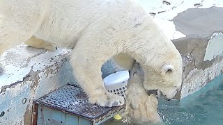 【シロクマの1分動画＃57】ママが注意勧告！ シロクマの母娘💗【天王寺動物園】