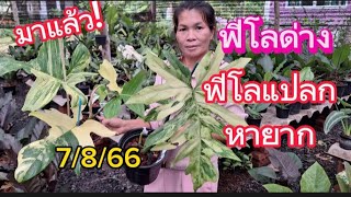 0844973489 มาแล้ว!ฟิโลด่าง ฟิโลแปลกๆ หายาก ราคาเบาๆ[ร้านขันทอง]7/8/66