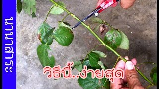 ปักชำกุหลาบ ใช้น้ำผึ้ง เร่งราก | เกษตรกรชาวบ้าน