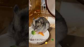 我が家のジャンガリアンハムスター🐹いつもは野菜はニンジン🥕だけど、初めてブロッコリー🥦食べてムシャムシャ。美味しくて止まらない🤭