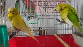 Parrots | Australian Parrots | Bird Breeding | Inside the Parrot Cage