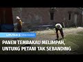 Petani Tembakau Keluhkan Penjualan Tembakau Yang Untungnya Tidak Sebanding | Liputan 6 Semarang