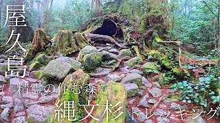 【屋久島】ジブリのモデル屋久島！片道5時間の過酷な精霊の住む森に、樹齢1000年以上の屋久杉を見にトレッキングをしに行ってきた！