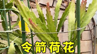 秋天的令箭荷花，養護也有“技巧”，用對開花爆盆，用錯不長花苞【養花匠小齊】