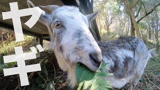 【癒し】草をひたすら食べるヤギの動画