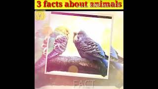 three facts about animal facts video facts animals facts amazing video #shorts#facts#viral# trending