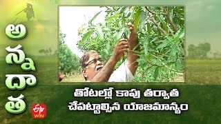 Management of High Density Mango after Harvest |  మామిడి తోటల్లో కాపు తర్వాత చేపట్టాల్సిన యాజమాన్యం