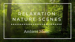 Relaxation Nature Scenes With Ambient Music (No Words) l Self-care in under 5 minutes