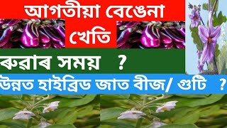 আগতীয়া বেঙেনা খেতি Early Brinjal Cultivation aubergine kheti in Assames