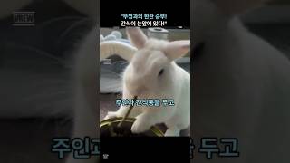 뚜껑과의 한 판 승부. 한성질하는 토깽이 #animals #cute #happy