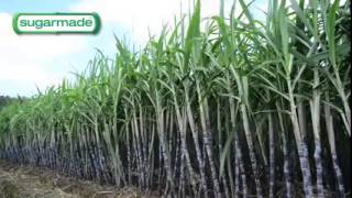 Sugarmade, Inc. (OTC:SGMD) - Sugarcane and Bamboo Paper