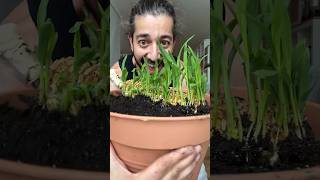 How to Grow Corn 🌽 creative explained