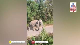 Hassan Elephant: ಹಾಸನದಲ್ಲಿ ಕಾಡಾನೆ ಭೀತಿ: ರಸ್ತೆಯಲ್ಲಿ ಗಾಂಭೀರ್ಯದಿಂದ ಸಾಗಿದ ದೈತ್ಯಾಕಾರದ ಆನೆ! Suvarna News