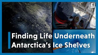 Scientists Found Unexpected Life Half a Mile Under an Antarctic Ice Shelf