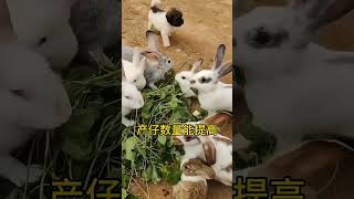 兔喂三种草，远离大烦恼 #兔子养殖 #养兔 #科学养兔  #rabbit #肉兔养殖 #科普