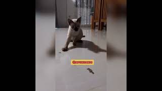 Selçuk Tabancanın Ucu Kopti (Kuyruğu Kopan Kertenkeleye Kedinin Tepkisi) #komedi #pets #funny