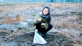 发现岩石上面有地木耳，好久都没有见到了，妹子捡一点回去吃