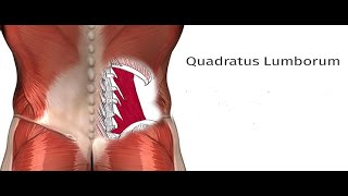 Two Minutes of Anatomy: Quadratus Lumborum (QL)