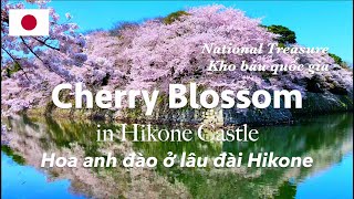 Cherry Blossom in Hikone Castle *Subtitles are available