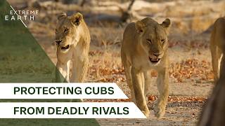 The Most Dangerous Year for Lion Cubs (4K Documentary)