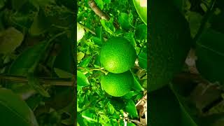 சாத்துக்குடி மரம் எவ்வளவு உயரம் வளரும்? #sweetlemon