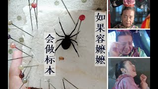 不会鬼畜的容嬷嬷扎不好针！【黑寡妇浸制标本】